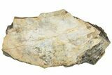 Fossil Tyrannosaur (T rex) Rib Bone Section - Wyoming #314025-1